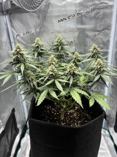 2nd grow epsilon f1. Week 7