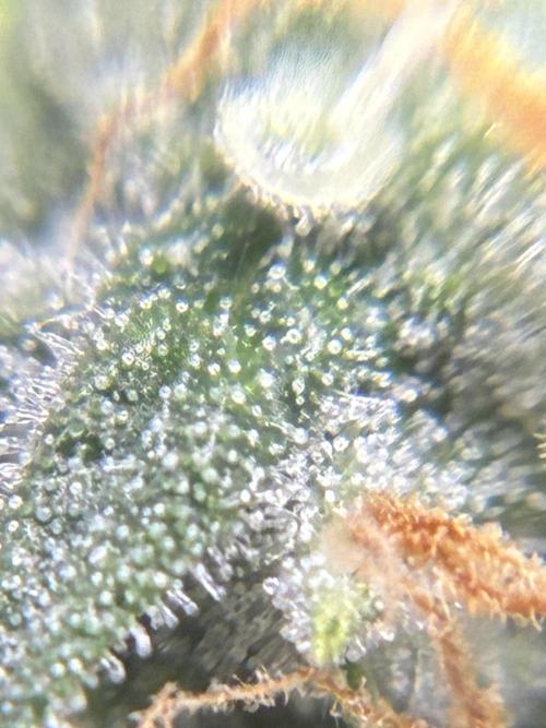 2nd grow epsilon f1. Week 7