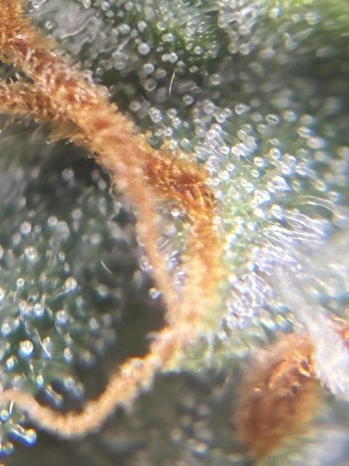 2nd grow epsilon f1. Week 7