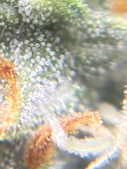 2nd grow epsilon f1. Week 7