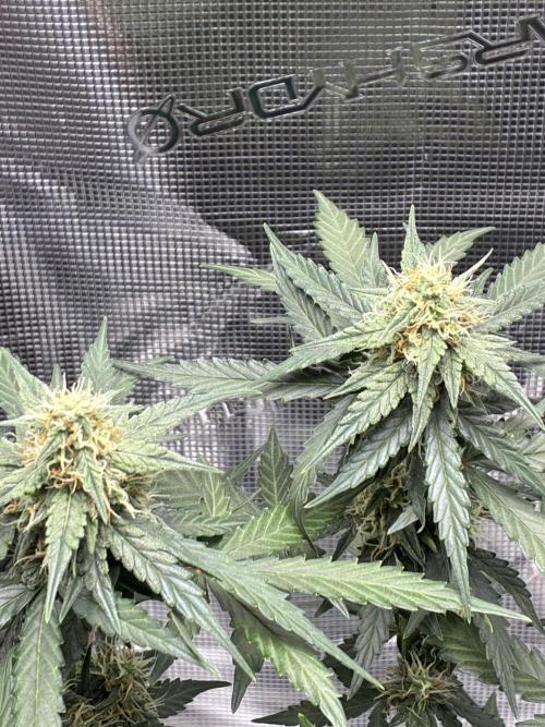 2nd grow epsilon f1. Week 7
