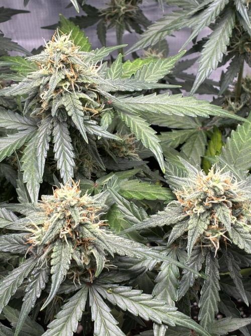 2nd grow epsilon f1. Week 7