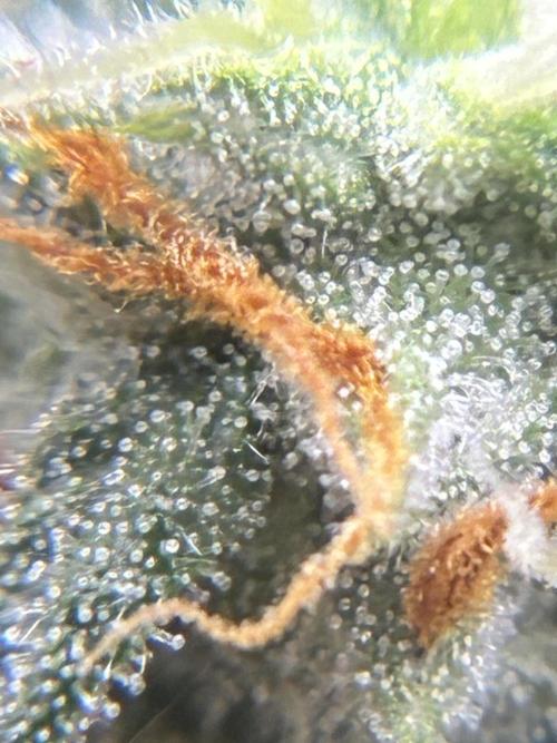 2nd grow epsilon f1. Week 7