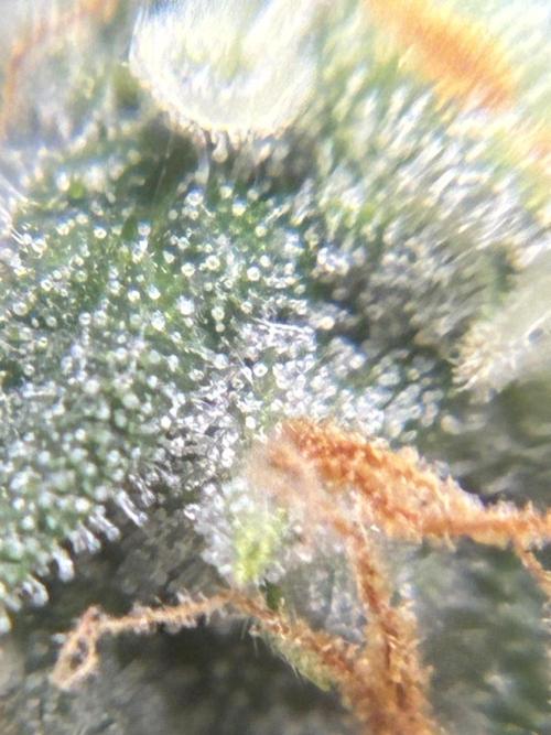 2nd grow epsilon f1. Week 7