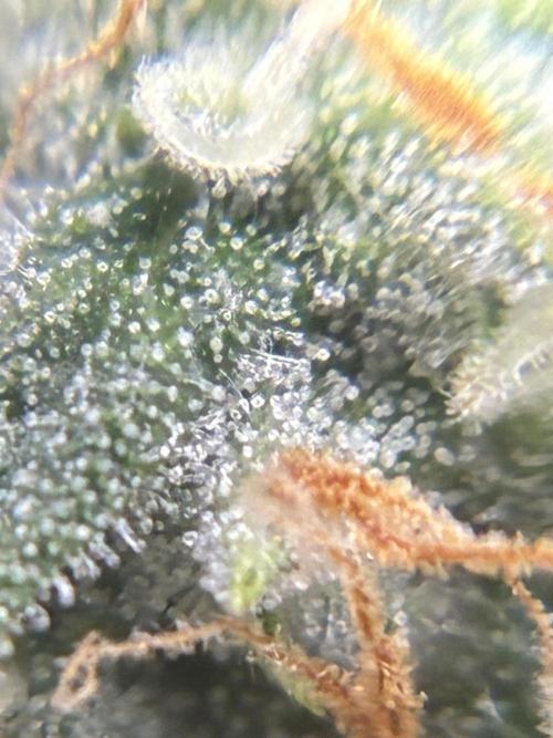 2nd grow epsilon f1. Week 7