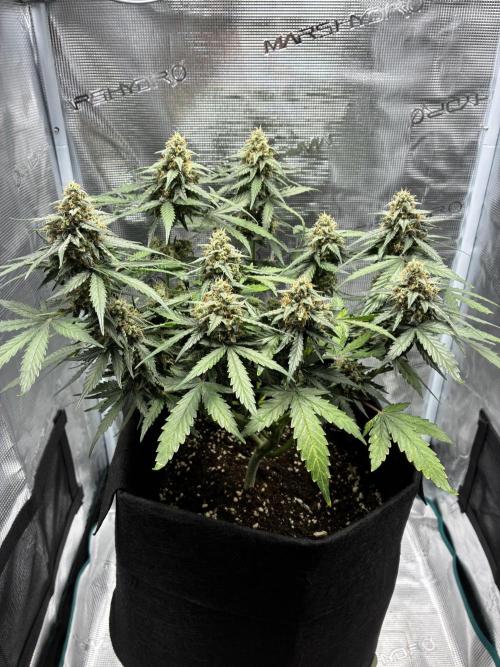 2nd grow epsilon f1. Week 8