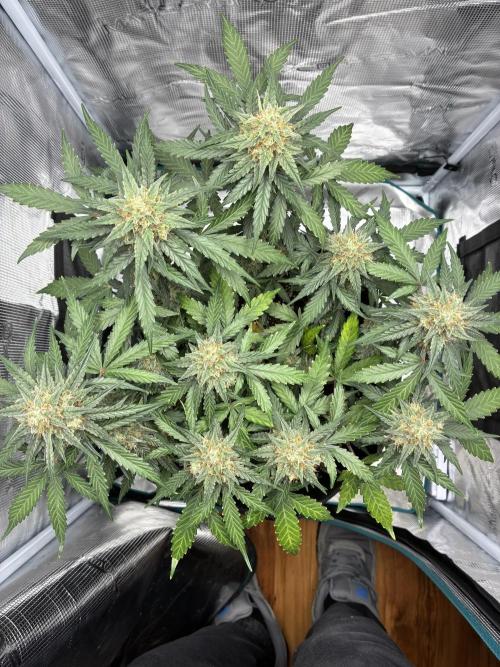 2nd grow epsilon f1. Week 8