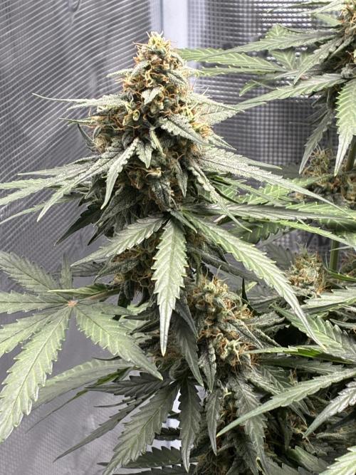 2nd grow epsilon f1. Week 8