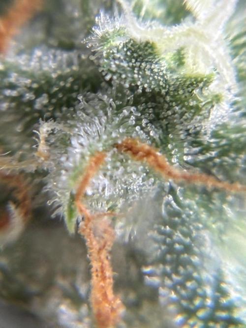 2nd grow epsilon f1. Week 8