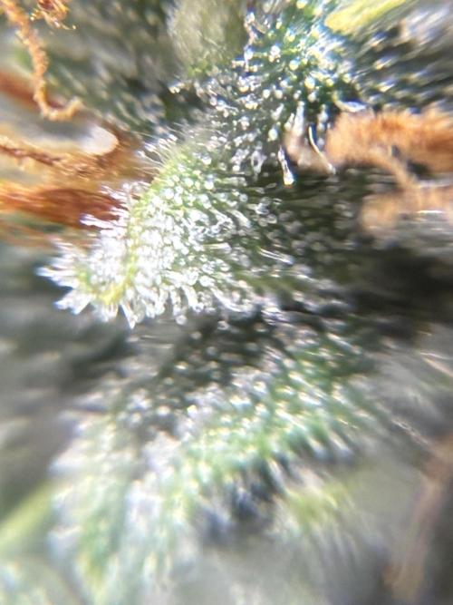2nd grow epsilon f1. Week 8