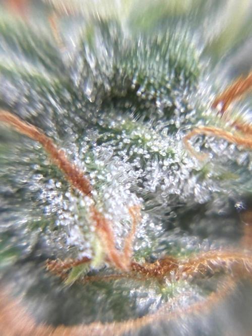 2nd grow epsilon f1. Week 8