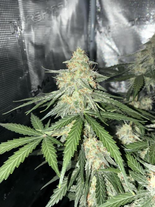 2nd grow epsilon f1. Week 8