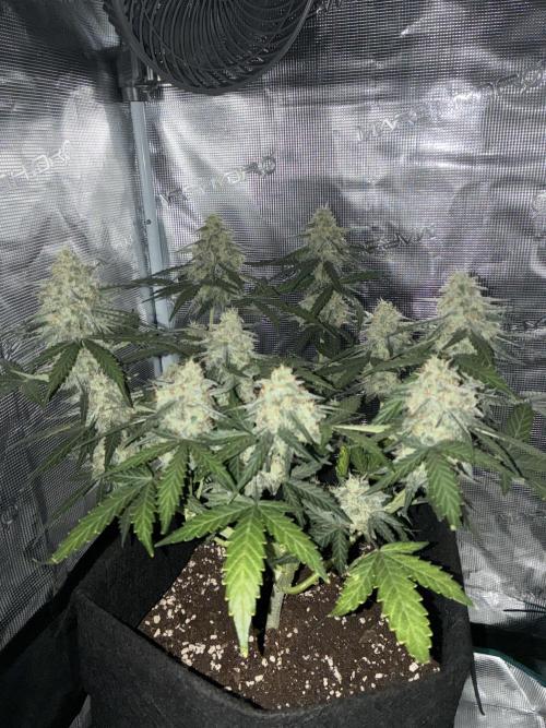 2nd grow epsilon f1. Week 8