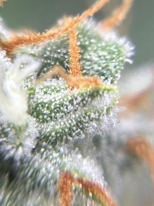 2nd grow epsilon f1. Week 8