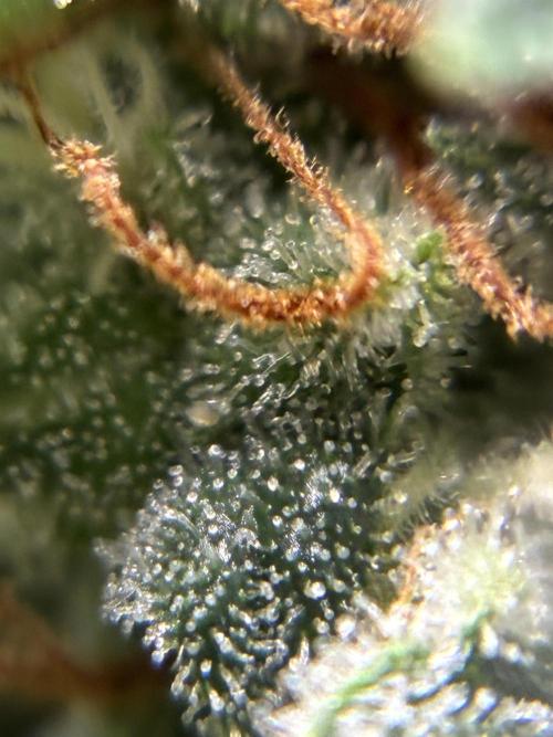 2nd grow epsilon f1. Week 8