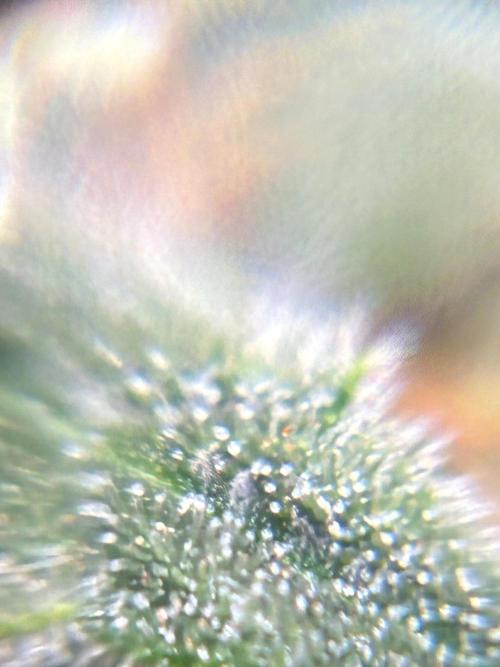 2nd grow epsilon f1. Week 8