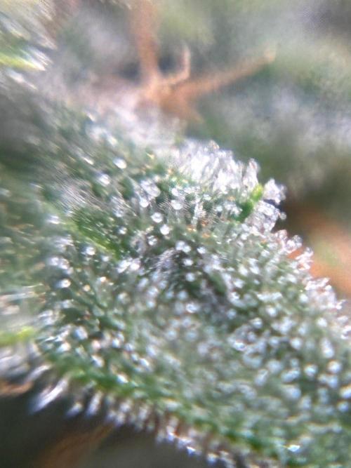 2nd grow epsilon f1. Week 8