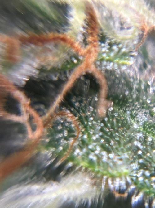 2nd grow epsilon f1. Week 8