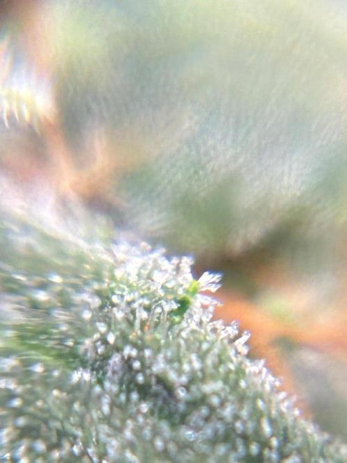 2nd grow epsilon f1. Week 8