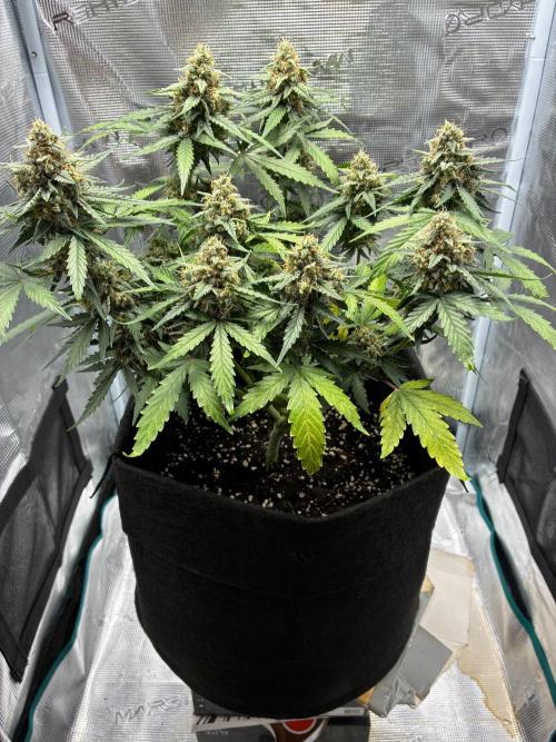 2nd grow epsilon f1. Week 9