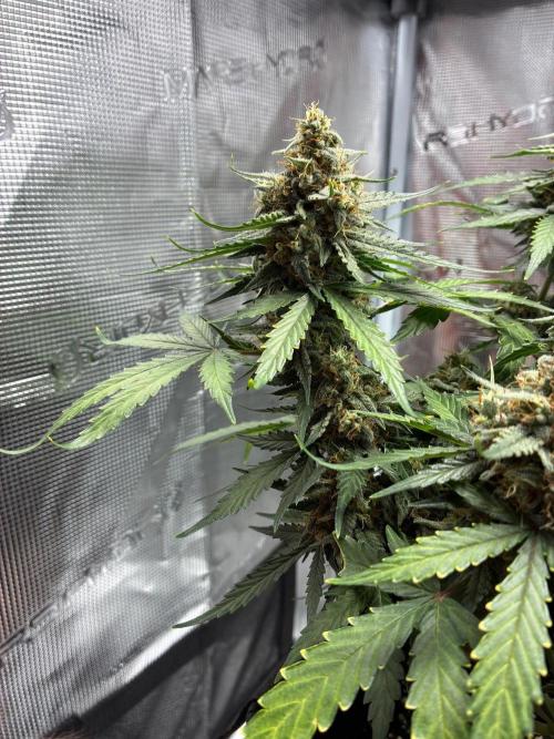 2nd grow epsilon f1. Week 9