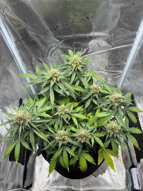 2nd grow epsilon f1. Week 9