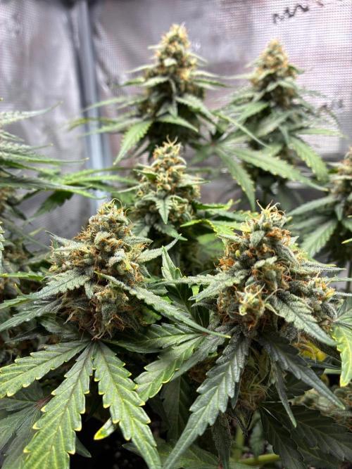 2nd grow epsilon f1. Week 9