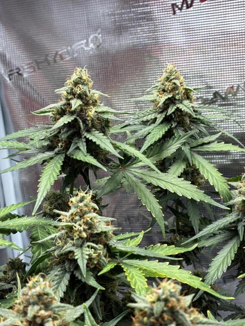 2nd grow epsilon f1. Week 9