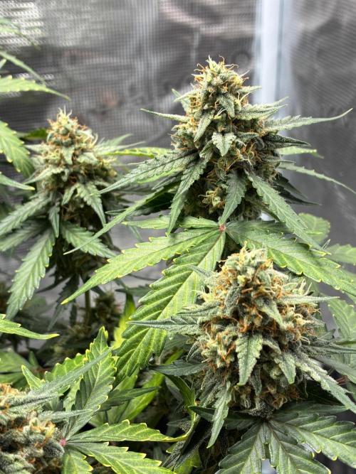 2nd grow epsilon f1. Week 9