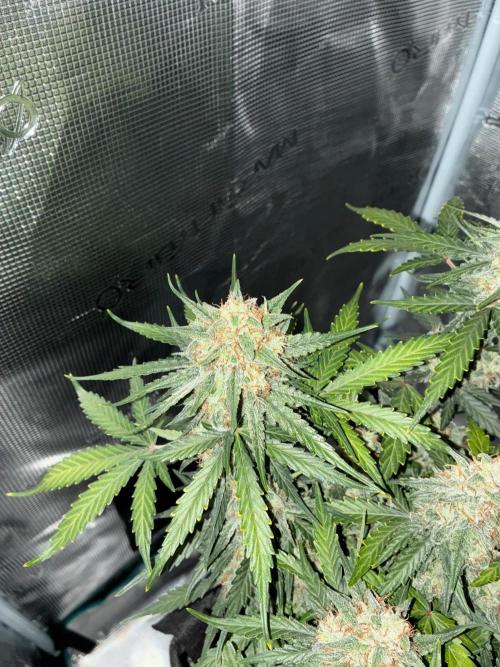 2nd grow epsilon f1. Week 9