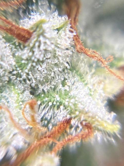 2nd grow epsilon f1. Week 9