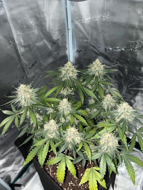 2nd grow epsilon f1. Week 9