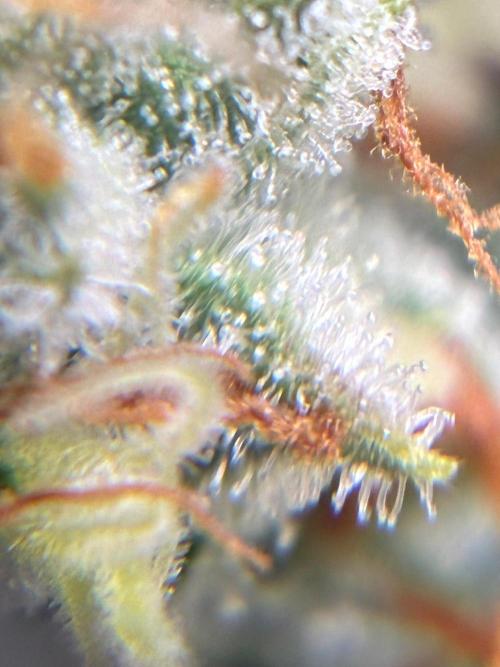 2nd grow epsilon f1. Week 9