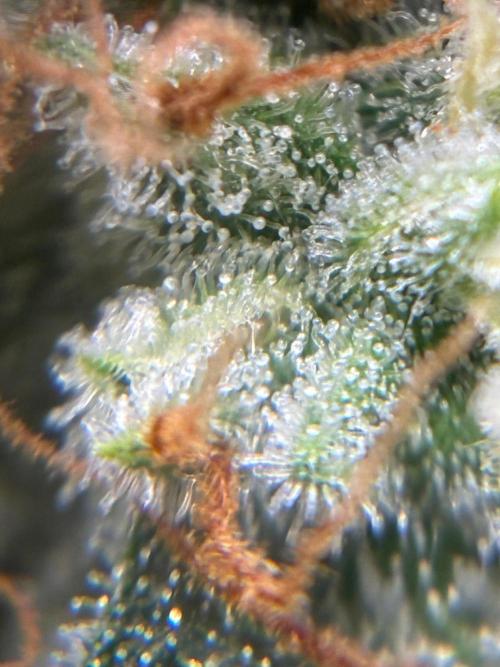 2nd grow epsilon f1. Week 9