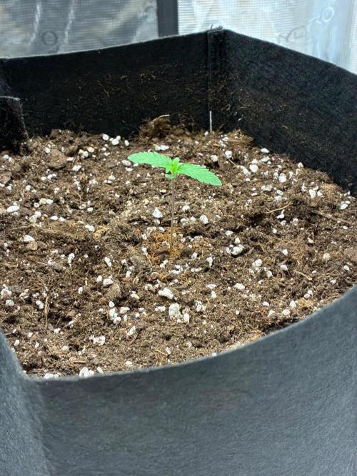 Double delight. Week 1