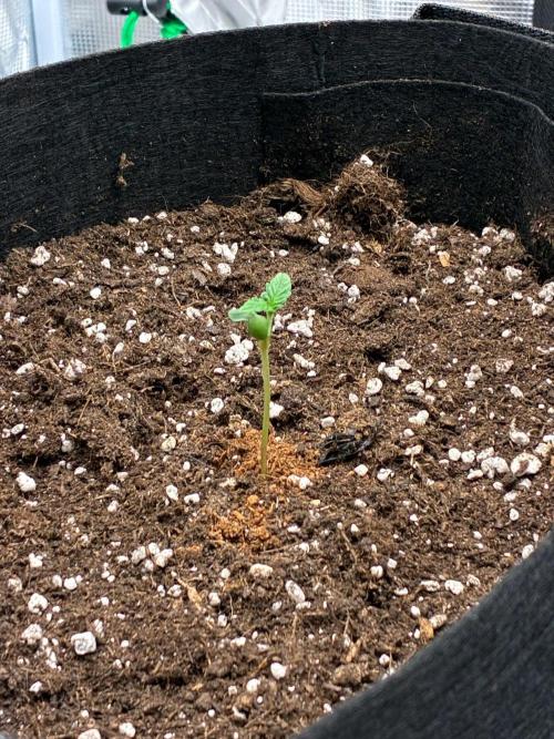 Double delight. Week 1