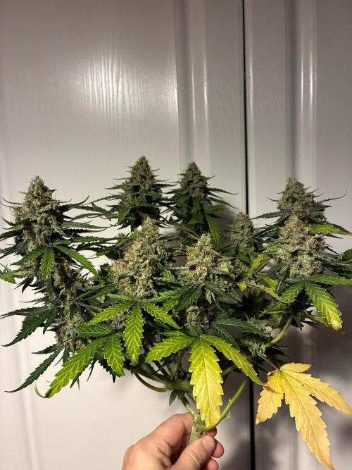 2nd grow epsilon f1. Week 10