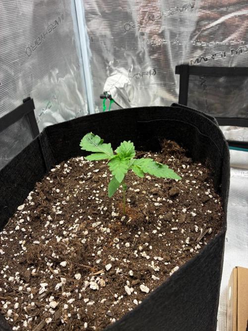 Double delight. Week 2
