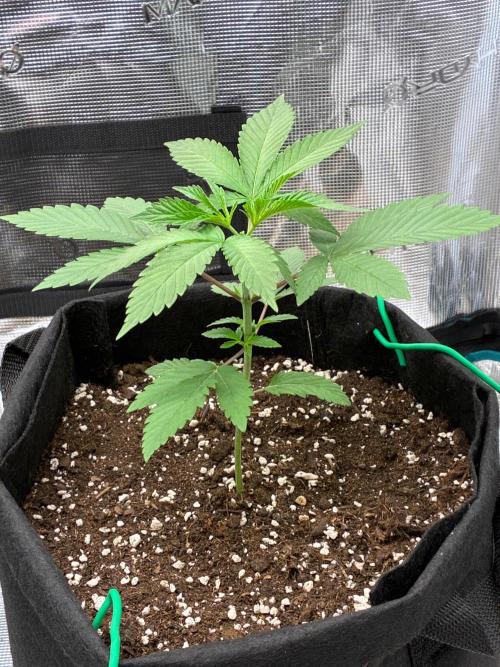 Double delight. Week 3