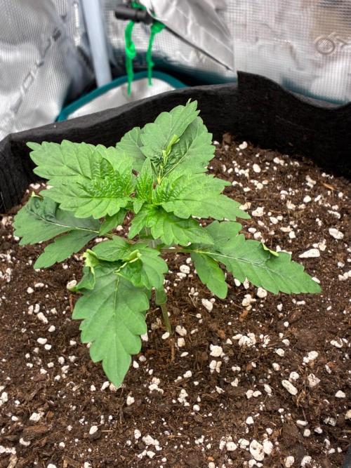 Double delight. Week 3