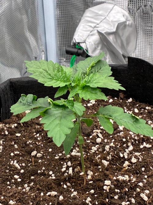 Double delight. Week 3