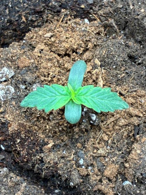 Epsilon F1 Auto. Week 1