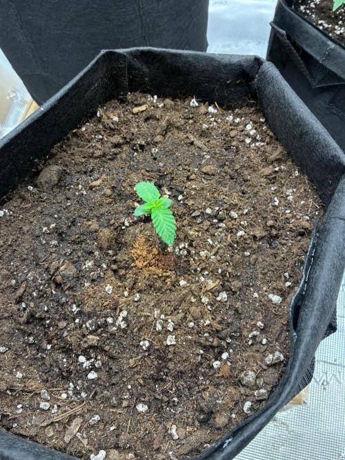 Og kush. Week 1