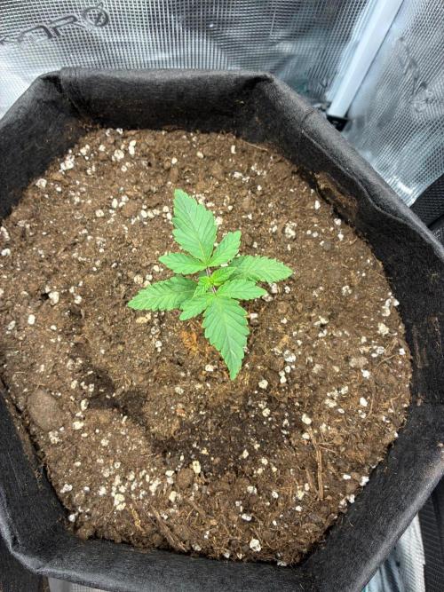 Og kush. Week 2