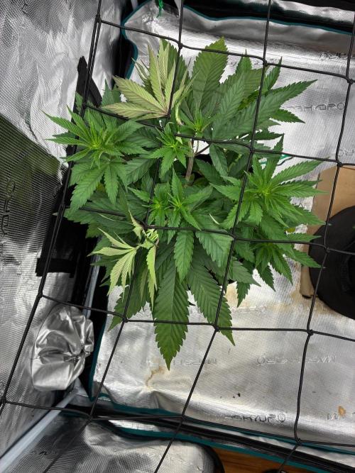 Double delight. Week 6