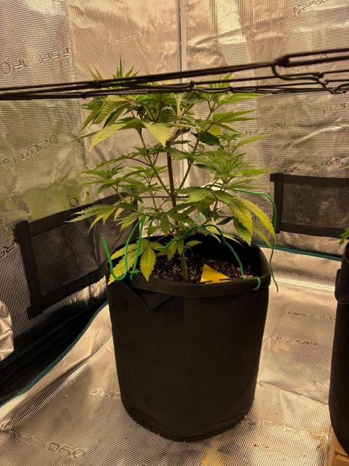 Double delight. Week 6