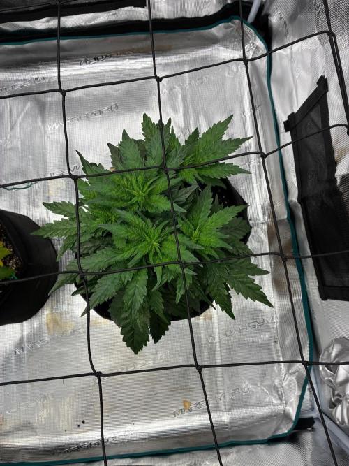 Double delight. Week 6