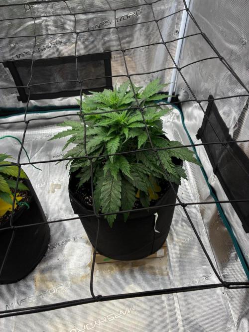 Double delight. Week 6
