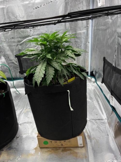 Double delight. Week 6