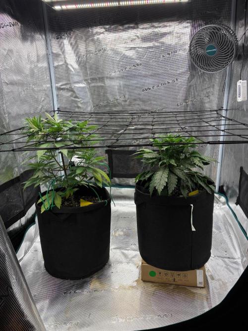 Double delight. Week 6